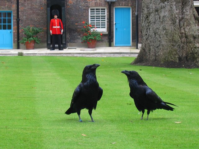 Londres - Cuervos de la Torre de Londres